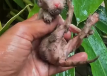 T1405010_mother cat is trying to keep her kittens dry under leaf shelter during heavy downpour. _part 2