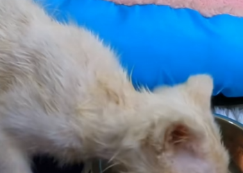 T2705011_Rescue kitten on road part 2